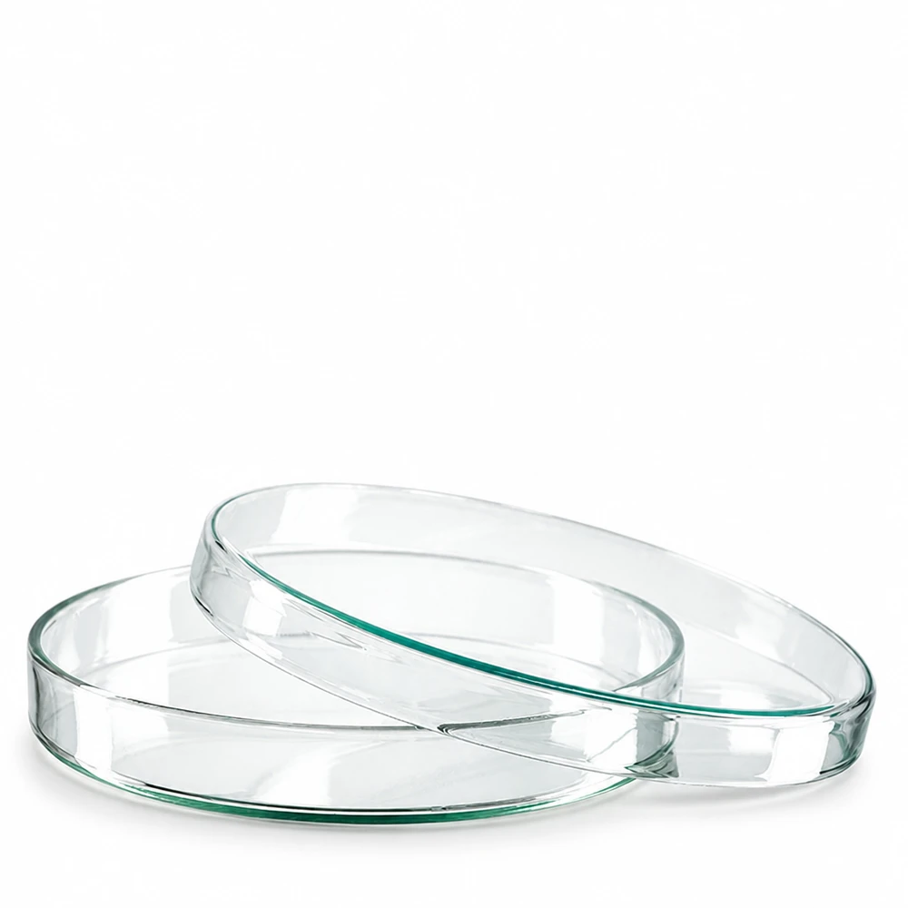 Piastra Petri 120x20 mm in vetro Due piastre di Petri rotonde in vetro da 120x20 mm impilate una sopra l'altra su uno sfondo bianco